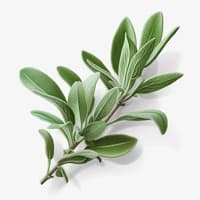 sage branches