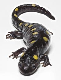 salamander