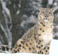 snow leopard