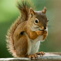 squirrel