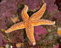 starfish