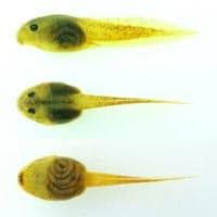 tadpole
