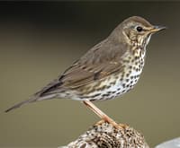 thrush