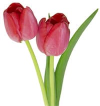 tulip