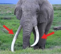 tusks