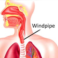 windpipe