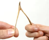 wishbone