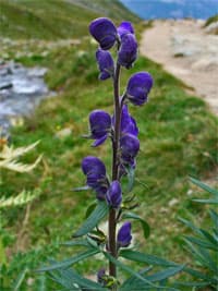 Wolfsbane