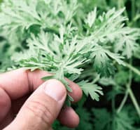 Wormwood