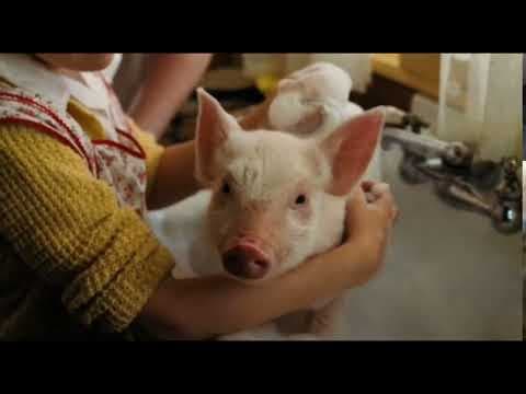 Charlotte's Web – A New Home (2)