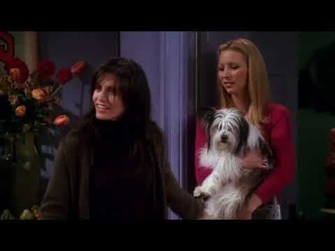 Friends | Chandler Hates Dogs (23)