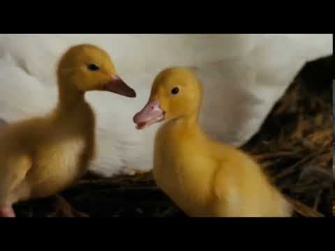 Charlotte's Web (7 of 20) - Gussy's New Family